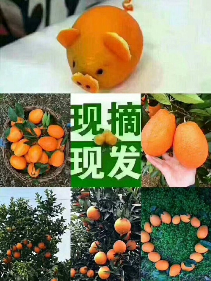 奉节脐橙