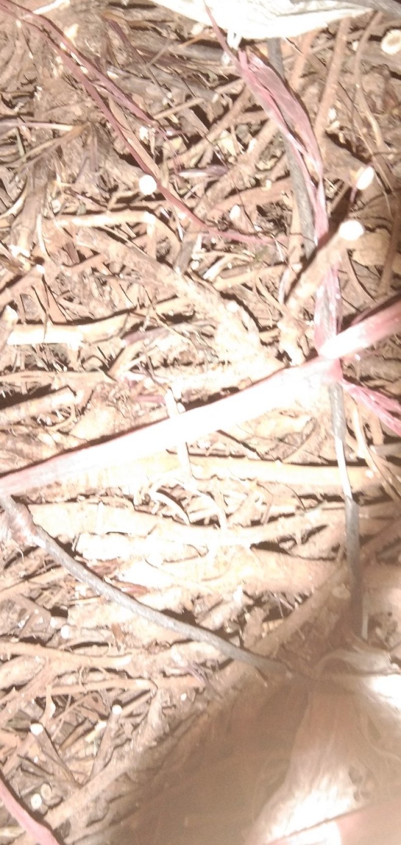 柴胡，柴胡种子