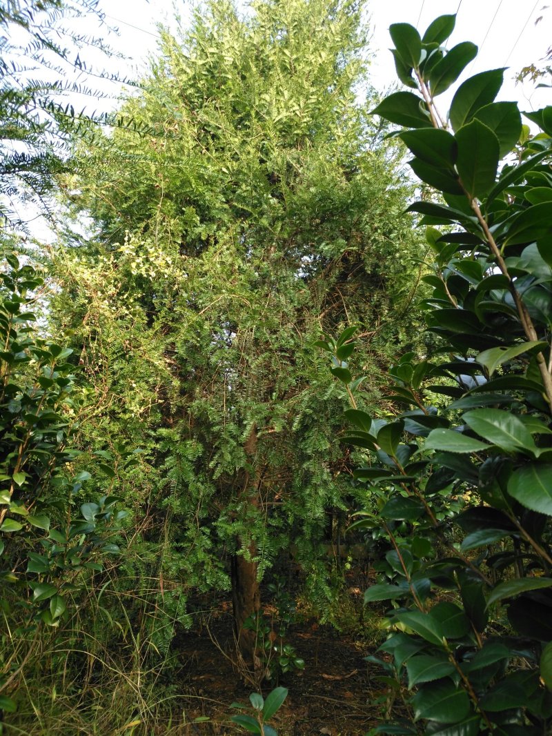 红豆杉