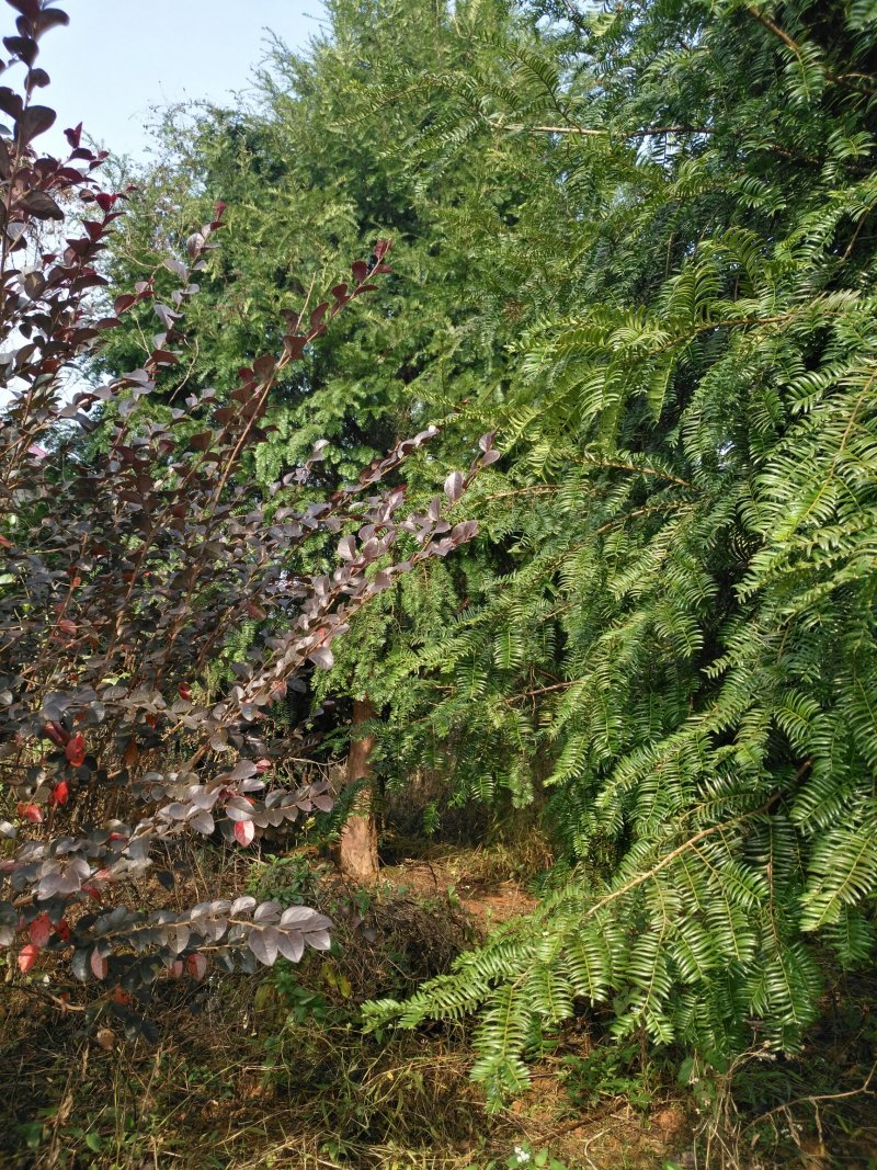 红豆杉