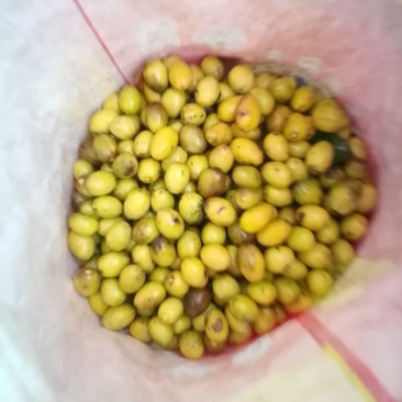 橄榄果，颜色金黄，有点黑班，纯生态，无农药残留