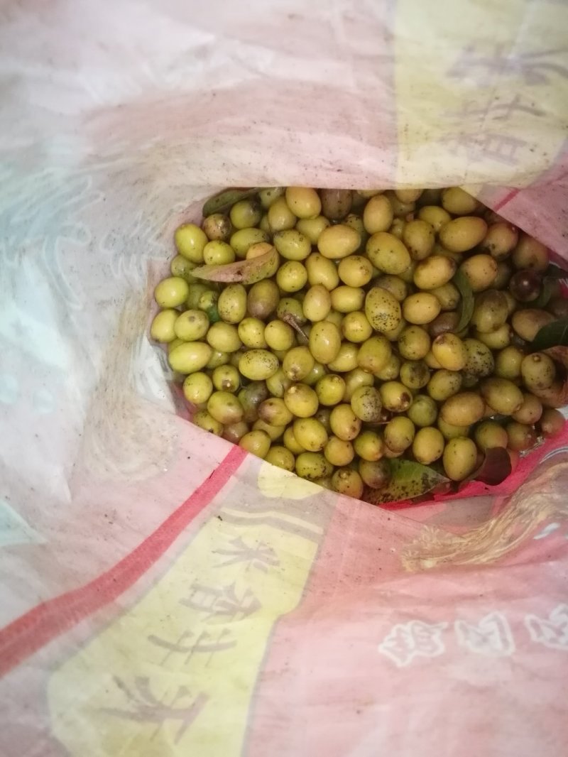 橄榄果，颜色金黄，有点黑班，纯生态，无农药残留