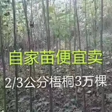 供应绿化苗木