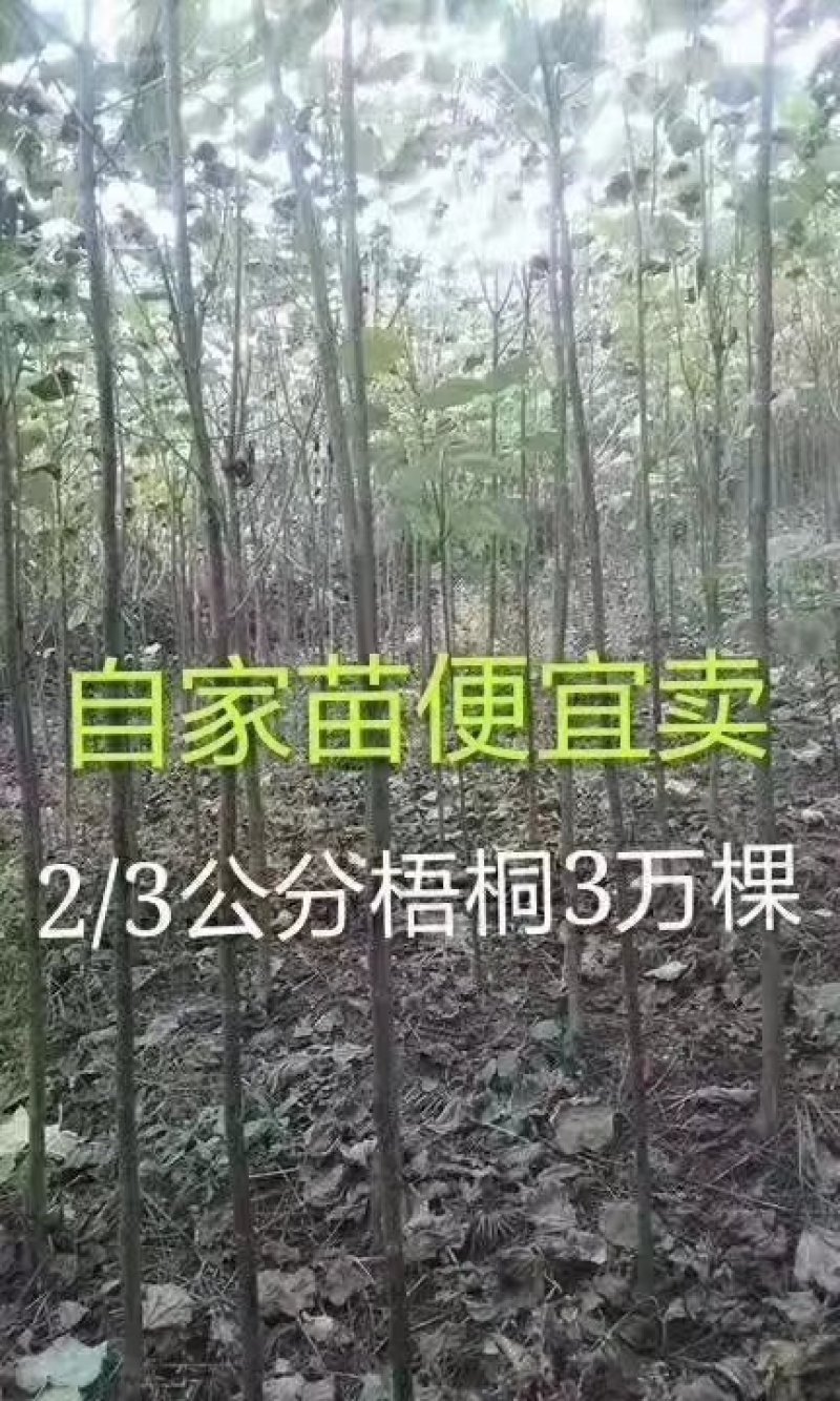供应绿化苗木