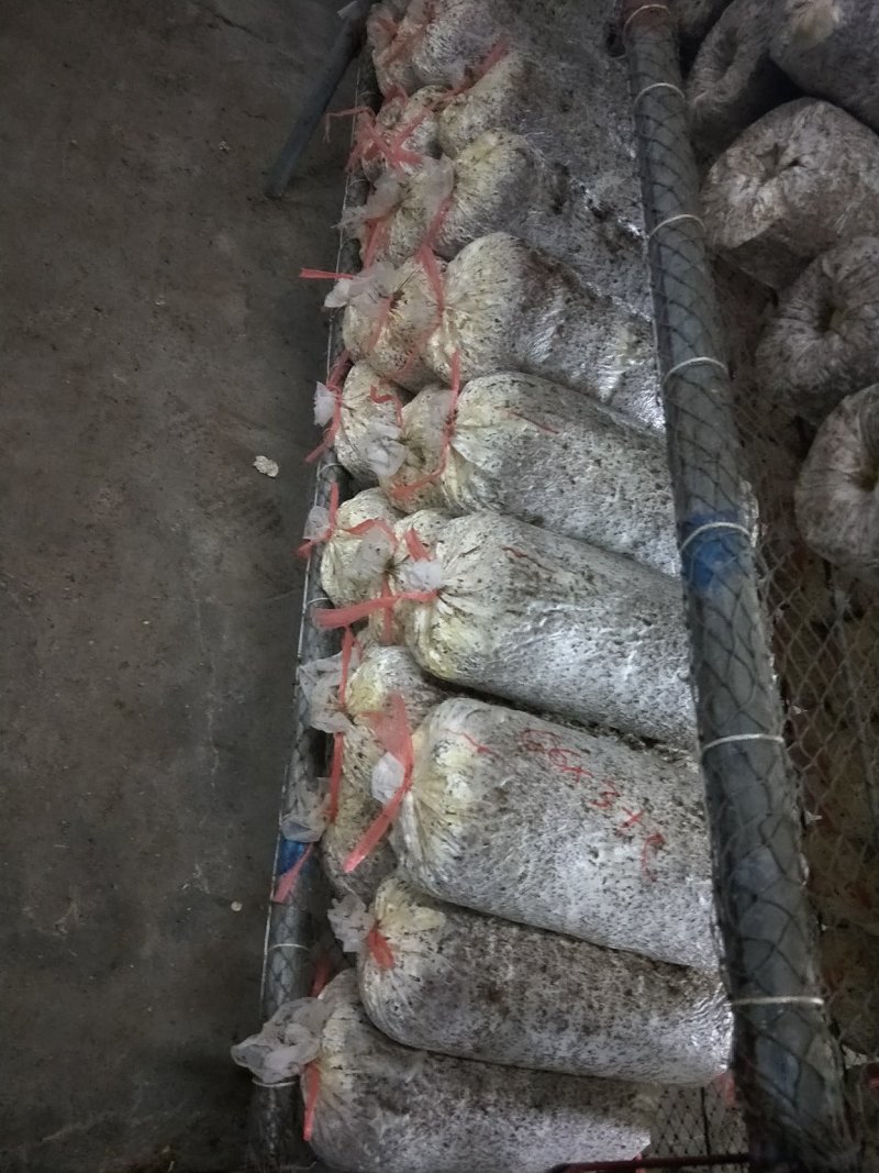 常年出售各种食用菌岀菇菌包，免费跟踪指导