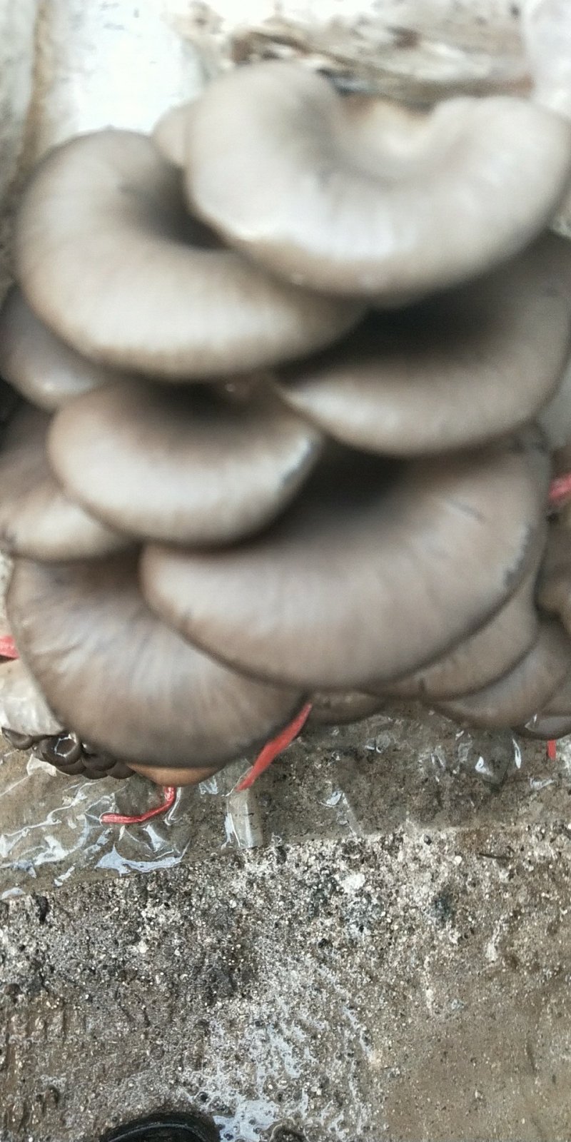 常年出售各种食用菌岀菇菌包，免费跟踪指导
