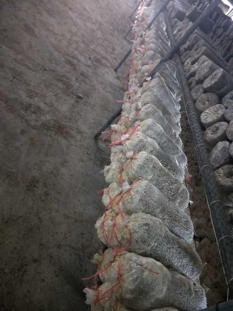 常年出售各种食用菌岀菇菌包，免费跟踪指导