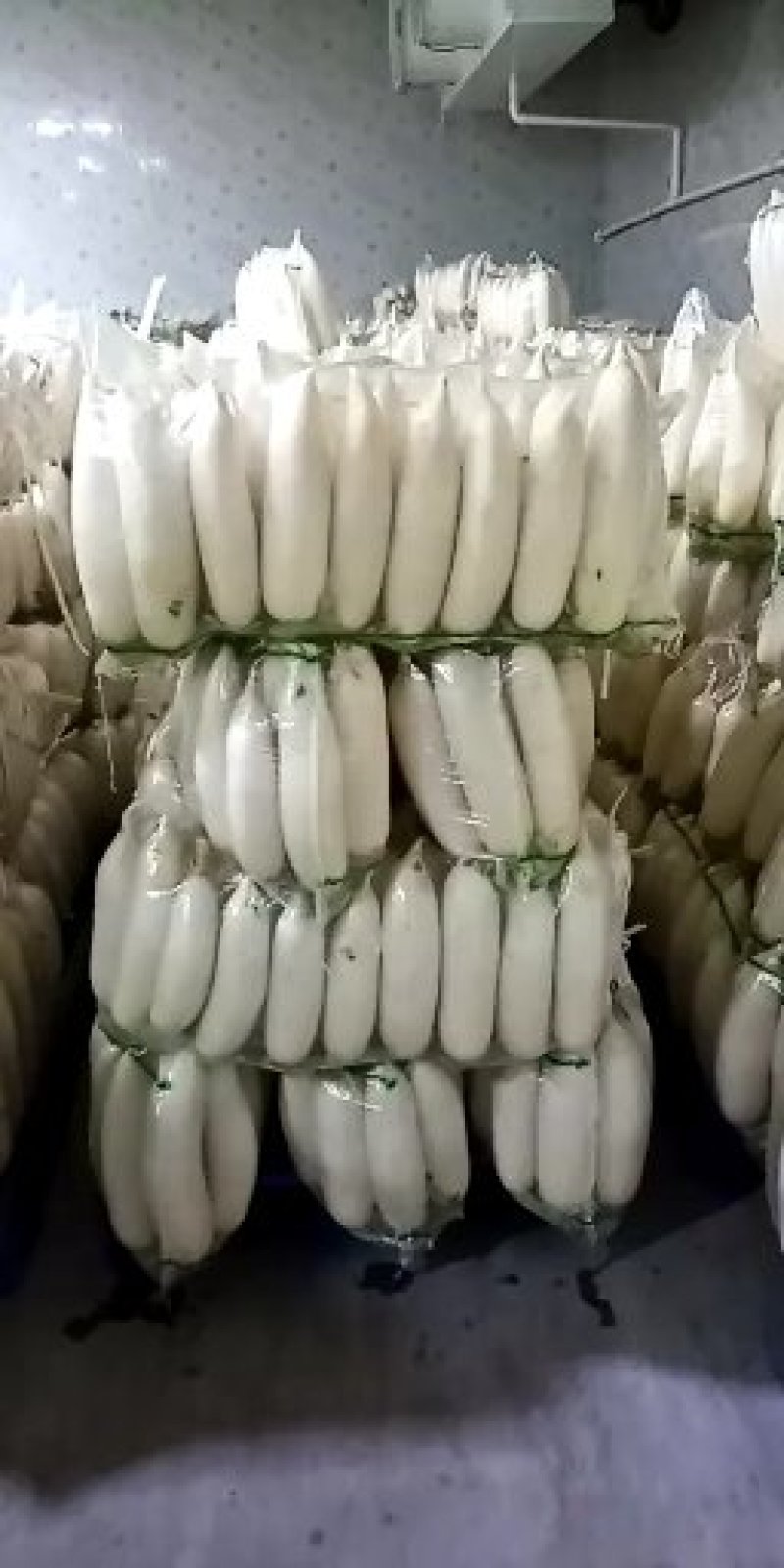 优质️白萝卜️发全国！！！