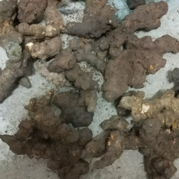 土茯苓，广西本地野生土茯苓，鲜货