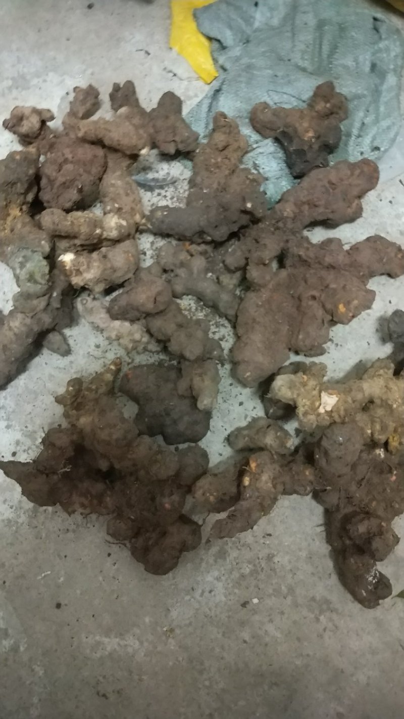土茯苓，广西本地野生土茯苓，鲜货