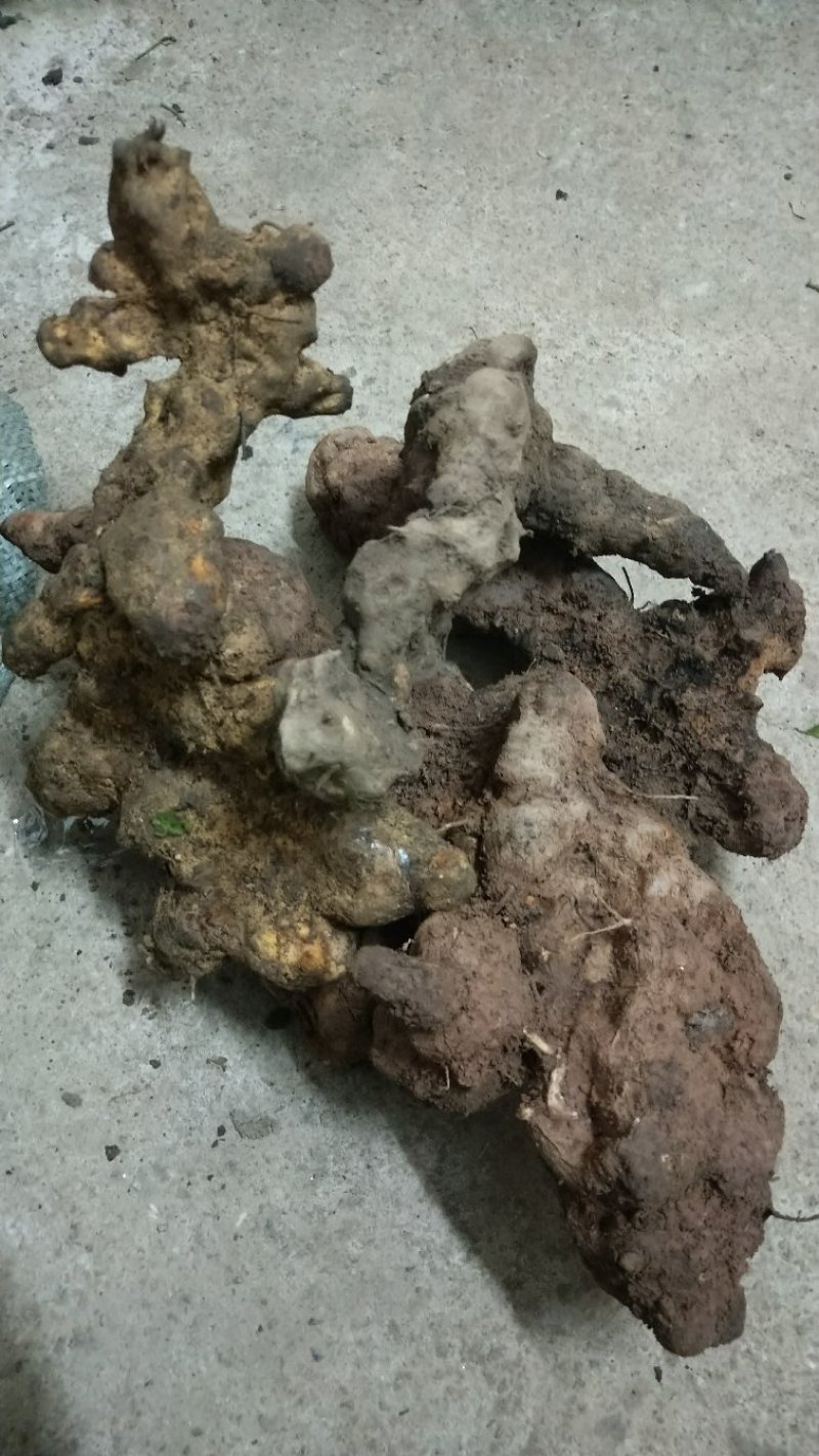 土茯苓，广西本地野生土茯苓，鲜货