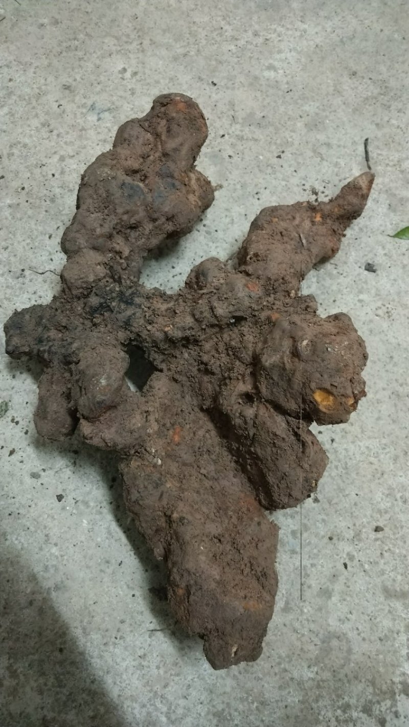 土茯苓，广西本地野生土茯苓，鲜货