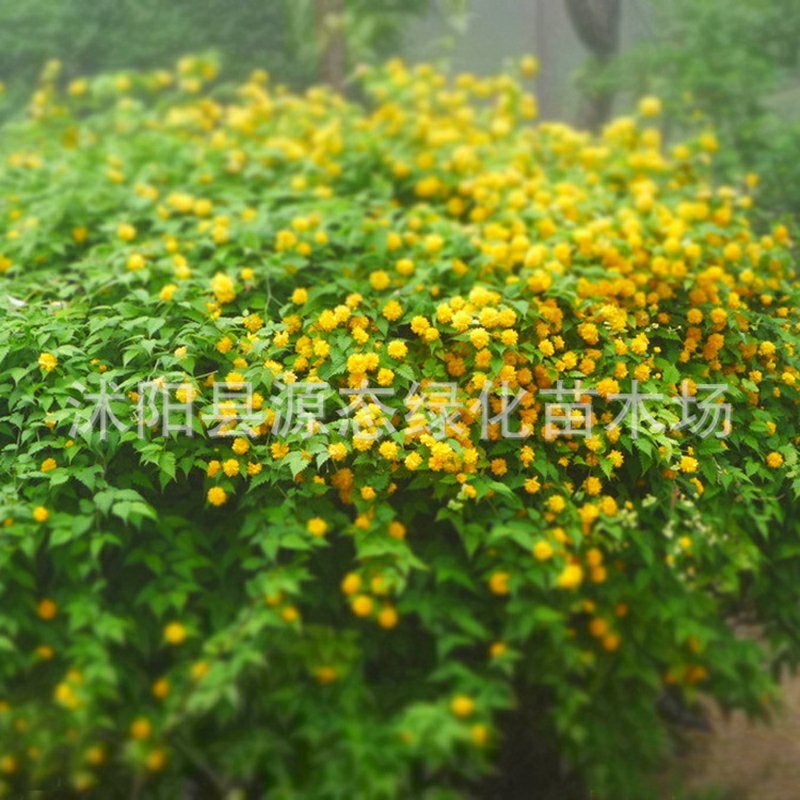丛生棣棠花耐寒花卉地被景观花坛庭院墙角厂区观赏绿化工程