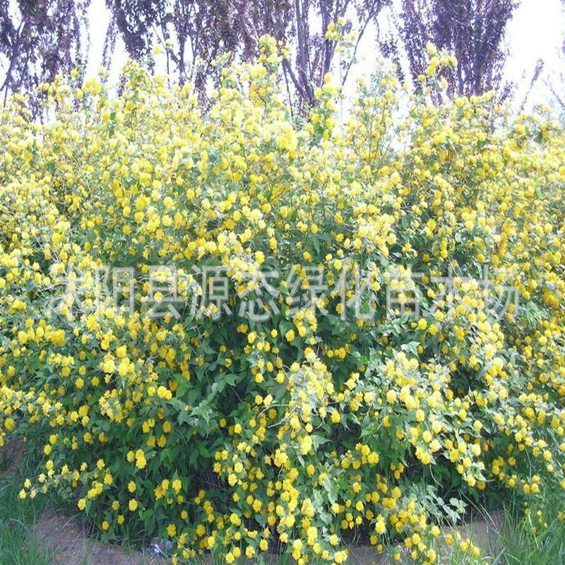 丛生棣棠花耐寒花卉地被景观花坛庭院墙角厂区观赏绿化工程