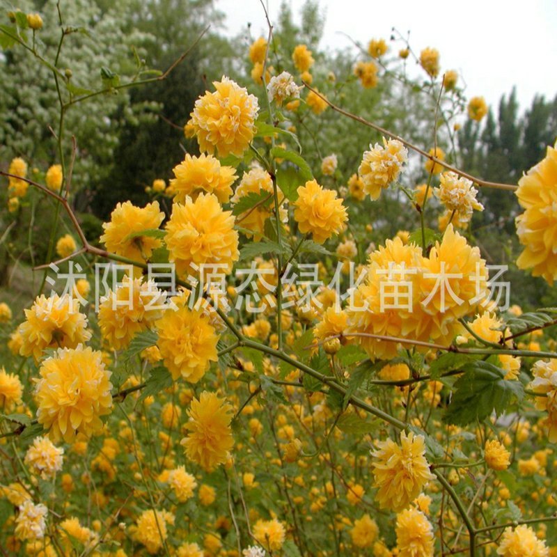 丛生棣棠花耐寒花卉地被景观花坛庭院墙角厂区观赏绿化工程