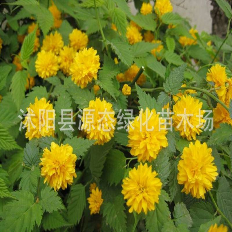 丛生棣棠花耐寒花卉地被景观花坛庭院墙角厂区观赏绿化工程