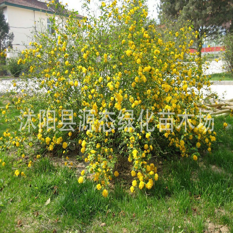 丛生棣棠花耐寒花卉地被景观花坛庭院墙角厂区观赏绿化工程