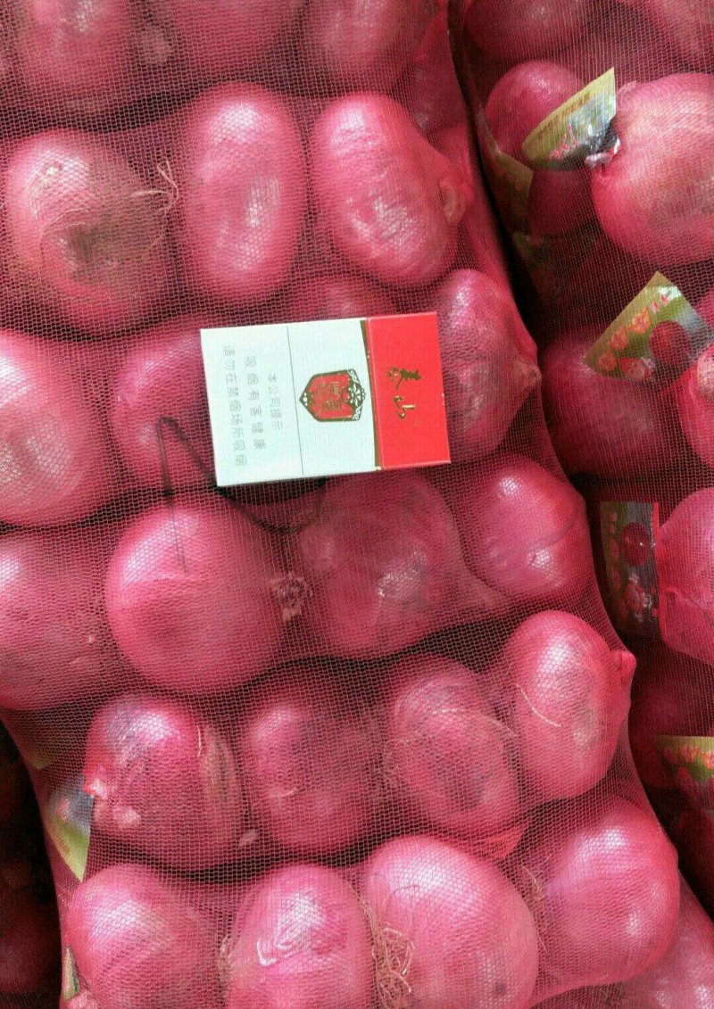 洋葱大量上市货源充足质量保证全国发货