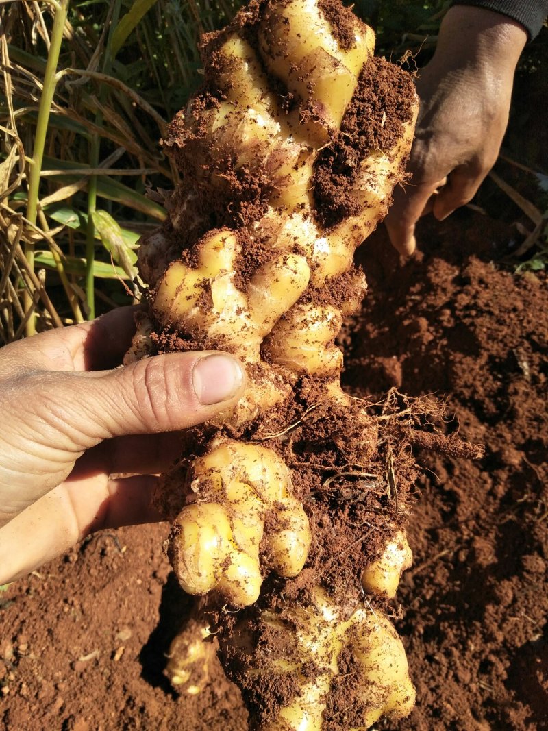 大，中，小黄姜大量上市，欢迎新老客户前来定购。