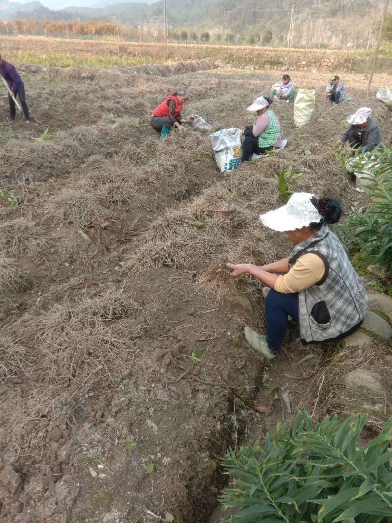 白芨产地直发随时有货正品保障新鲜采摘