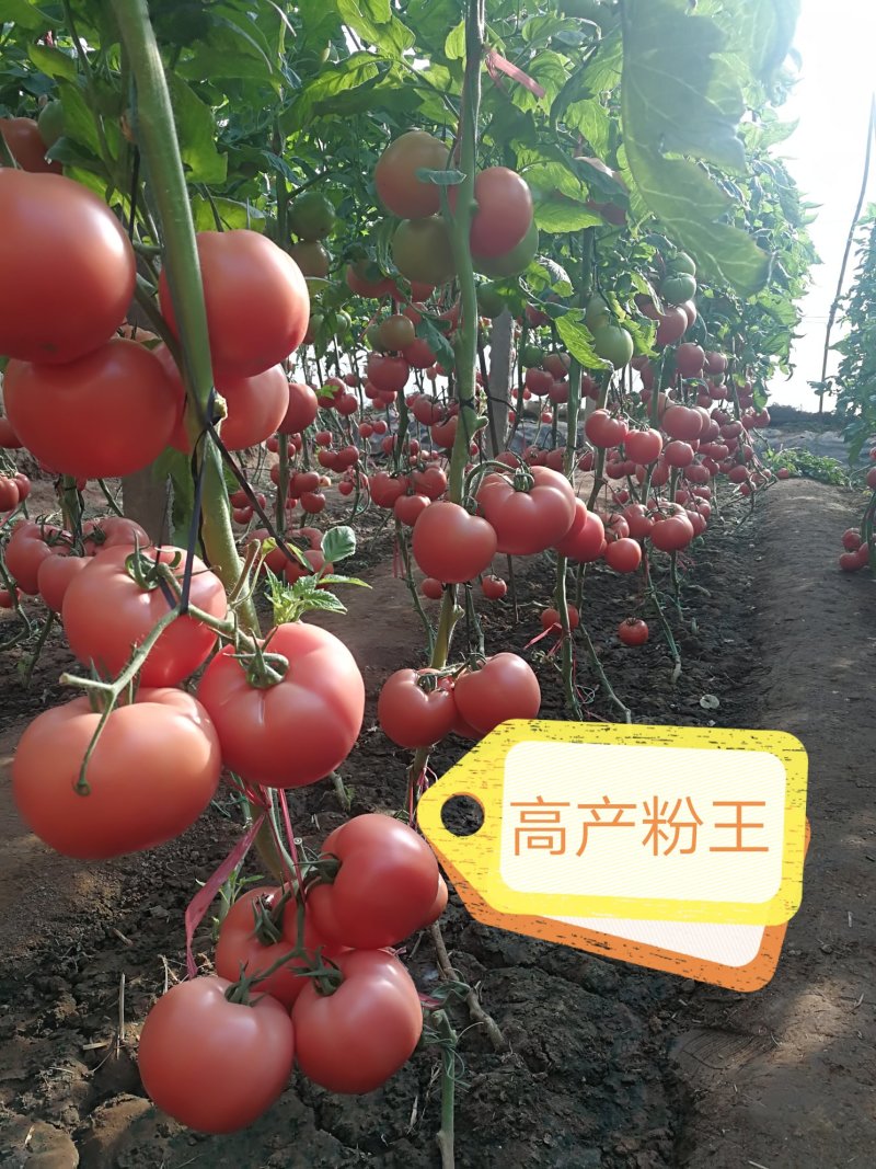 西红柿苗抗死棵抗病毒大果精品果产量高