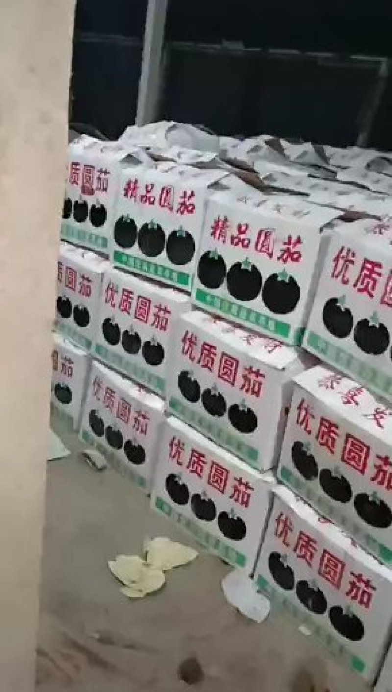 山东圆茄紫光圆茄常年代收对接商超批发市场实地考看货