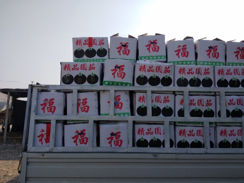 山东圆茄紫光圆茄常年代收对接商超批发市场实地考看货