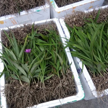 白芨块茎种苗，大量有货，需要的请快预定。