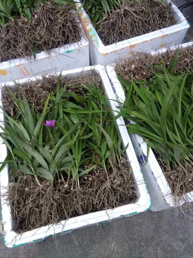 白芨块茎种苗，大量有货，需要的请快预定。