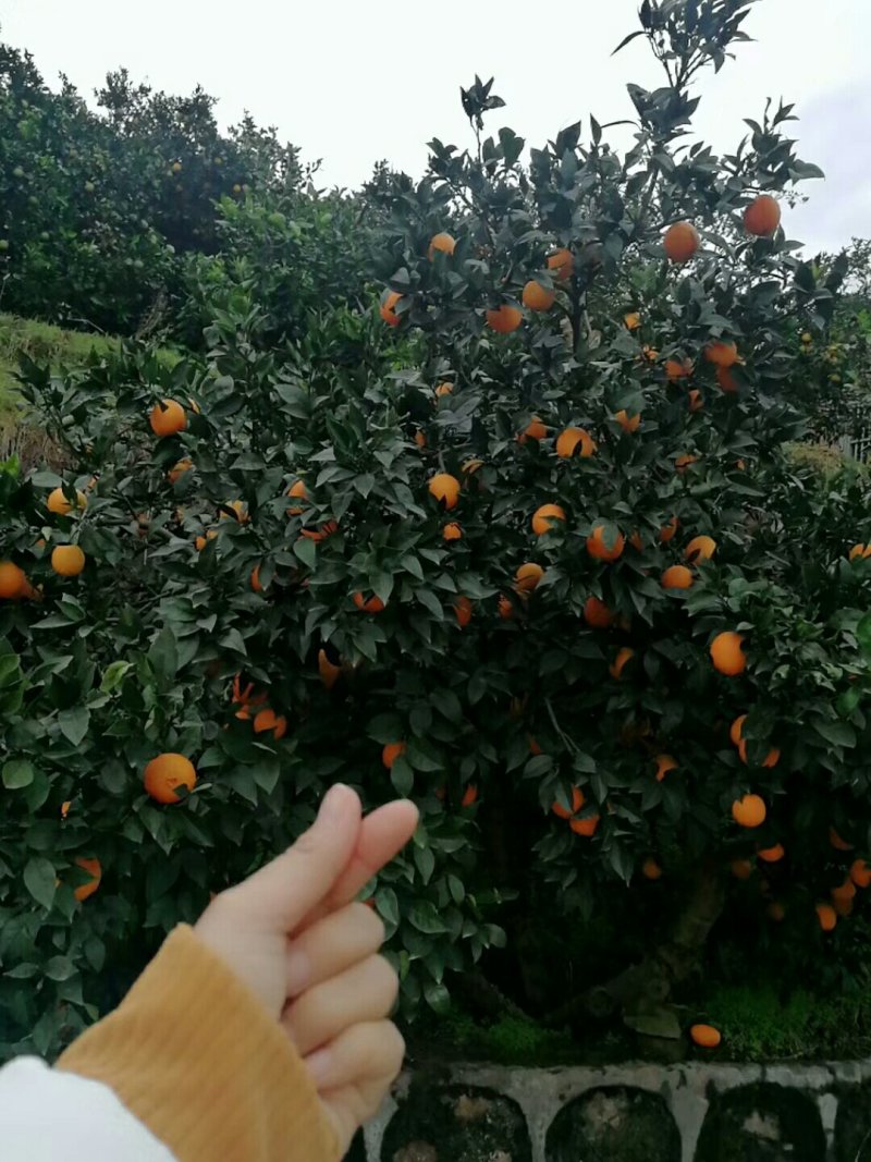 脐橙之县。中华红橙又名红肉脐橙，味美汁多。皮溥光滑。