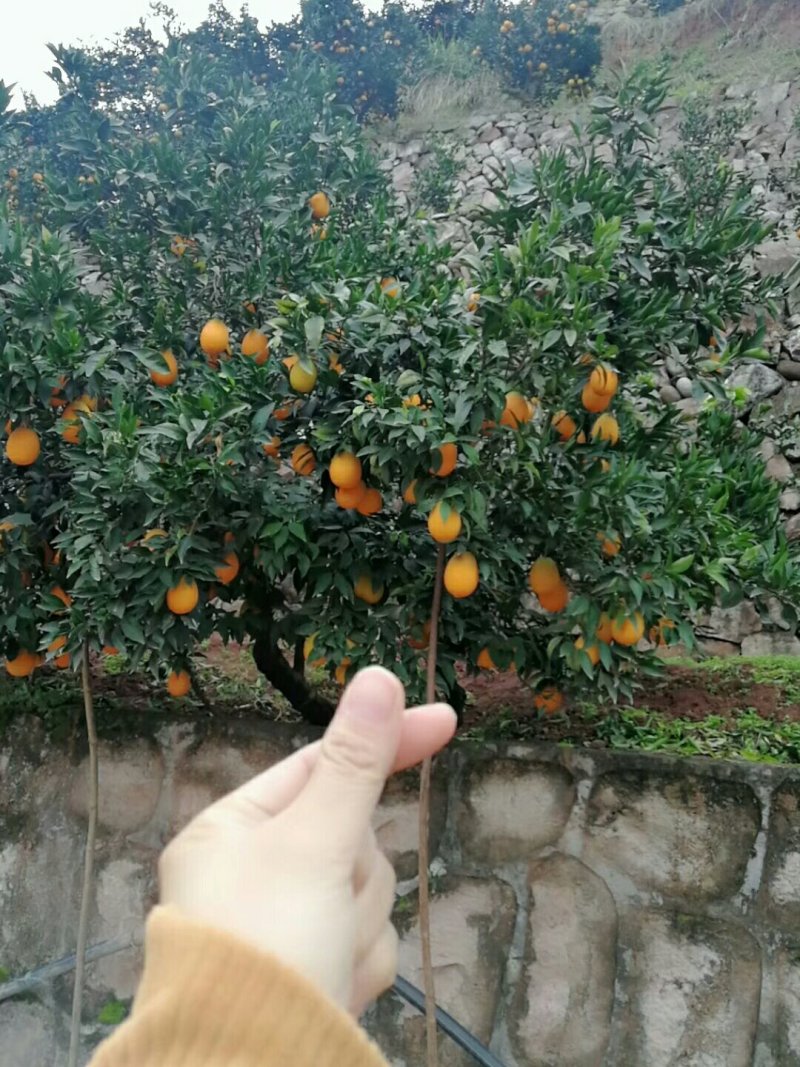 脐橙之县。中华红橙又名红肉脐橙，味美汁多。皮溥光滑。