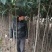 【枇把树】河南南阳苗木基地直供存活率高现挖现发
