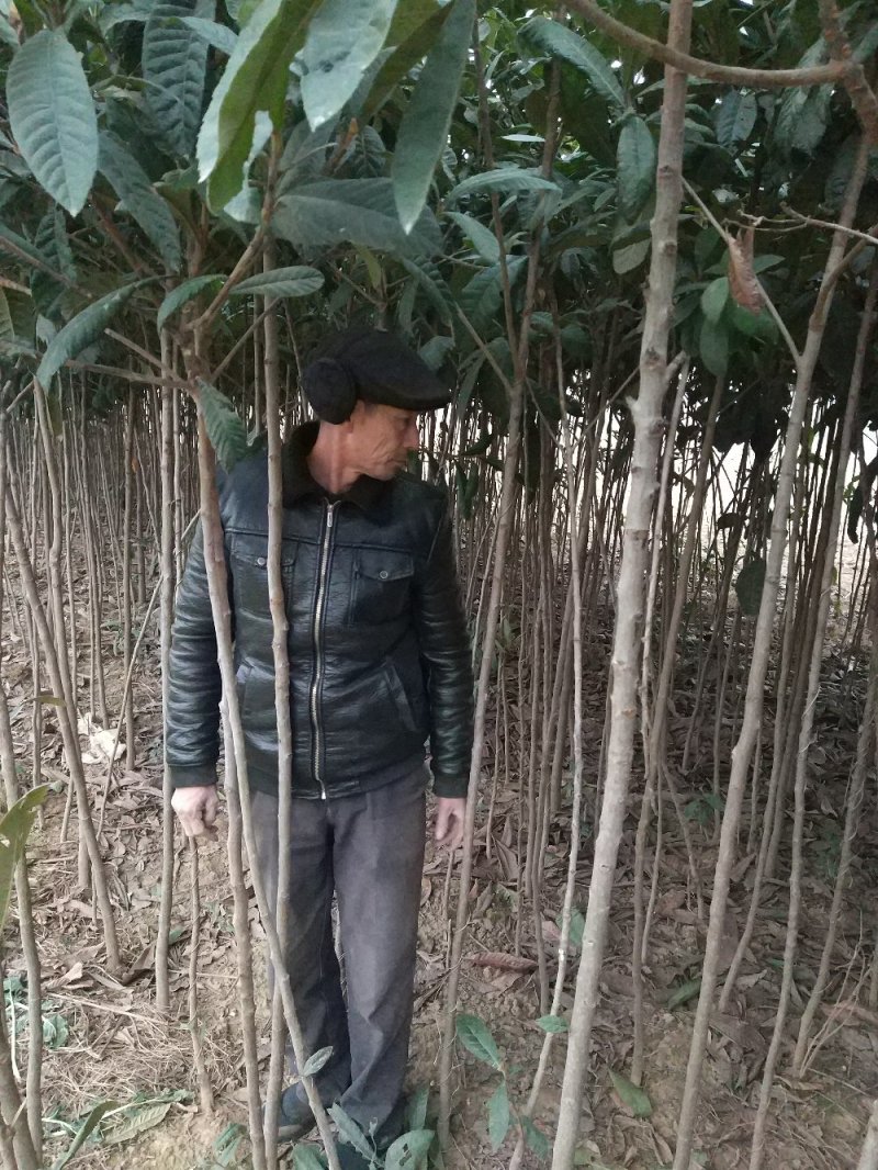 【枇把树】河南南阳苗木基地直供存活率高现挖现发