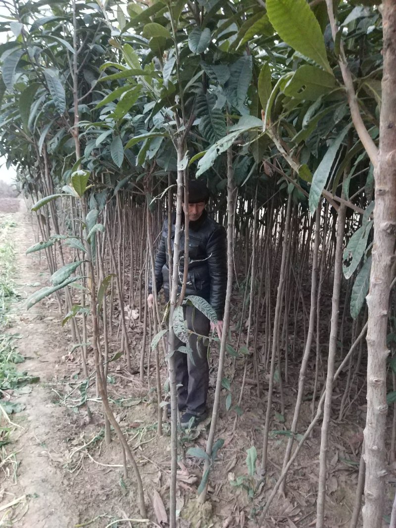 【枇把树】河南南阳苗木基地直供存活率高现挖现发