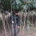 【枇把树】河南南阳苗木基地直供存活率高现挖现发