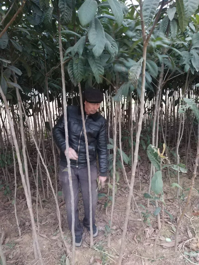 【枇把树】河南南阳苗木基地直供存活率高现挖现发