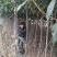 【枇把树】河南南阳苗木基地直供存活率高现挖现发