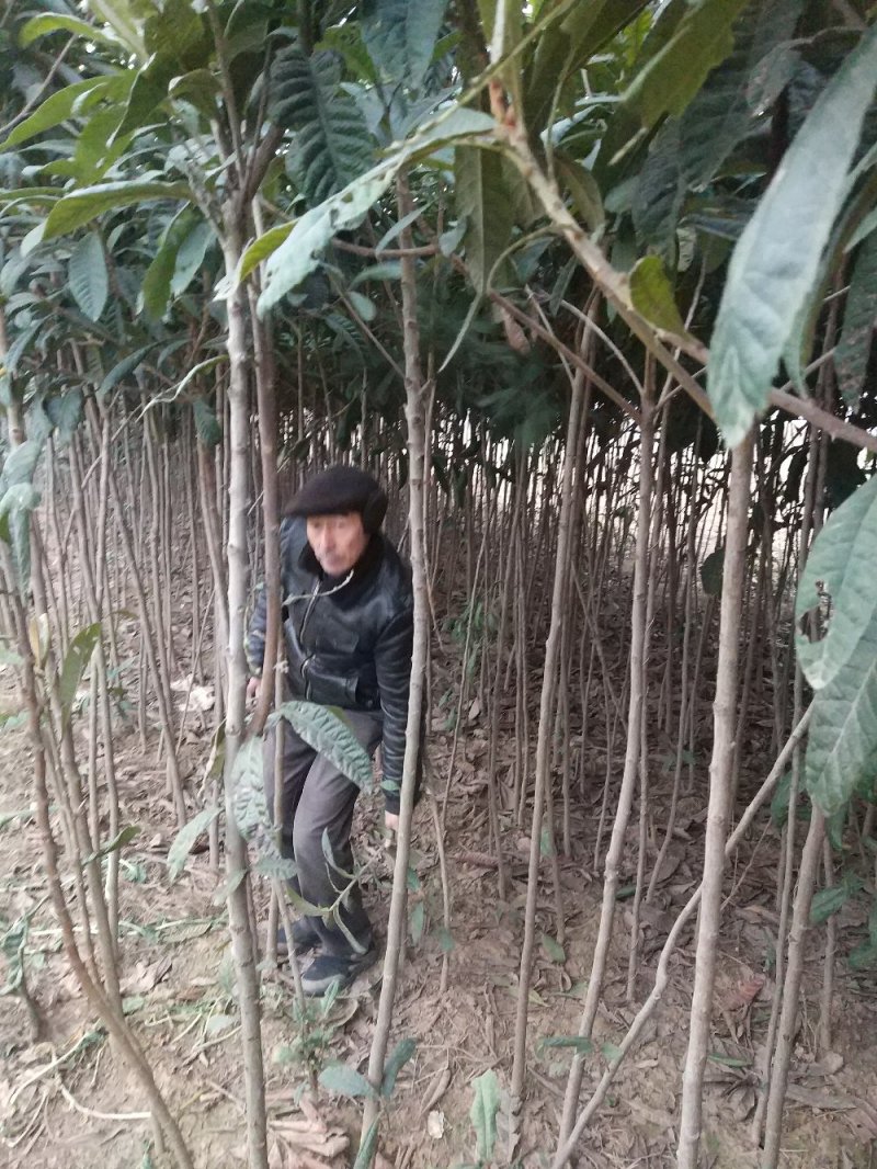 【枇把树】河南南阳苗木基地直供存活率高现挖现发