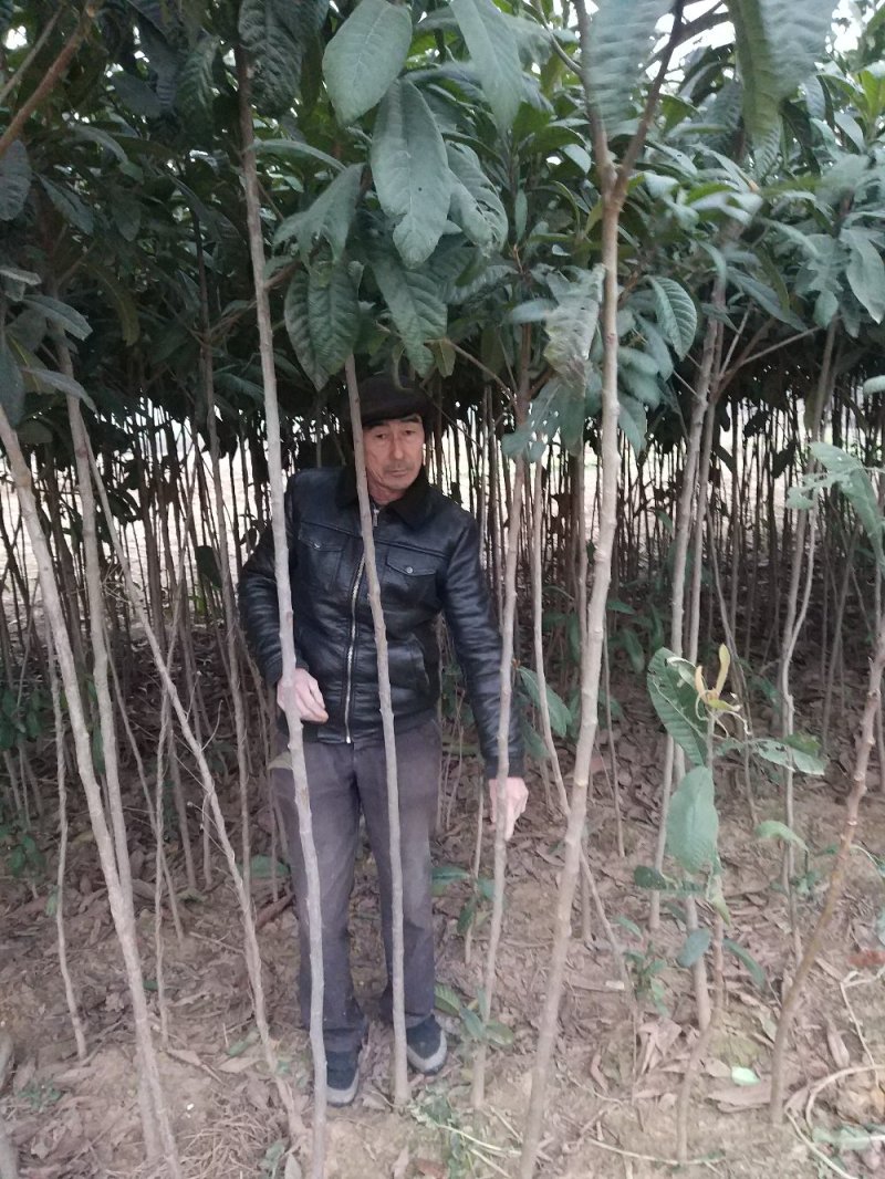 【枇把树】河南南阳苗木基地直供存活率高现挖现发