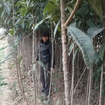 【枇把苗】河南南阳苗木基地直供现挖现发存活率高