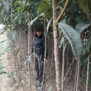 【枇把苗】河南南阳苗木基地直供现挖现发存活率高