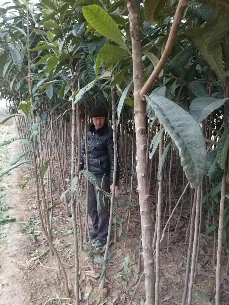 【枇把树】河南南阳苗木基地直供存活率高现挖现发