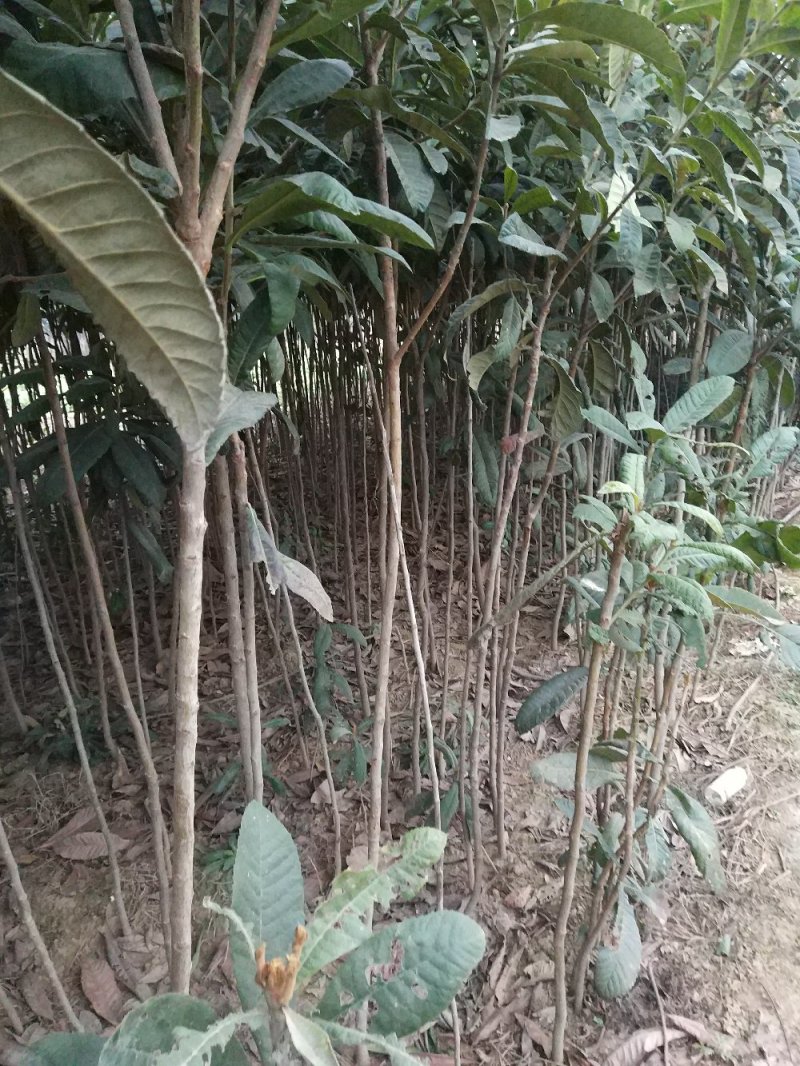 【枇把树】河南南阳苗木基地直供存活率高现挖现发