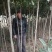 【枇把树】河南南阳苗木基地直供存活率高现挖现发