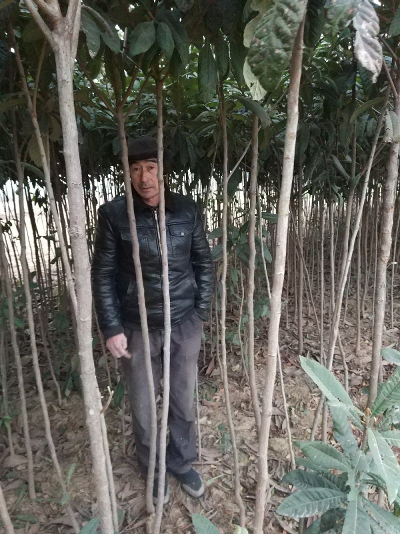 【枇把树】河南南阳苗木基地直供存活率高现挖现发