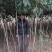 【枇把树】河南南阳苗木基地直供存活率高现挖现发