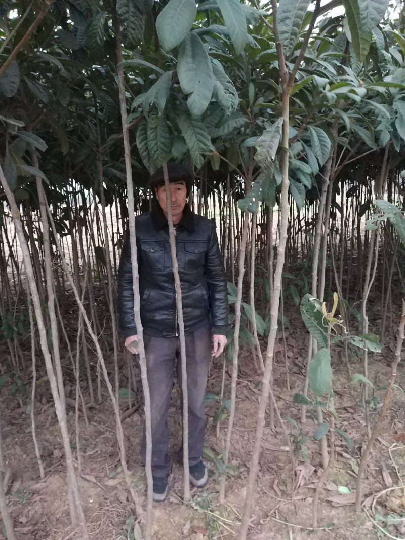 【枇把树】河南南阳苗木基地直供存活率高现挖现发