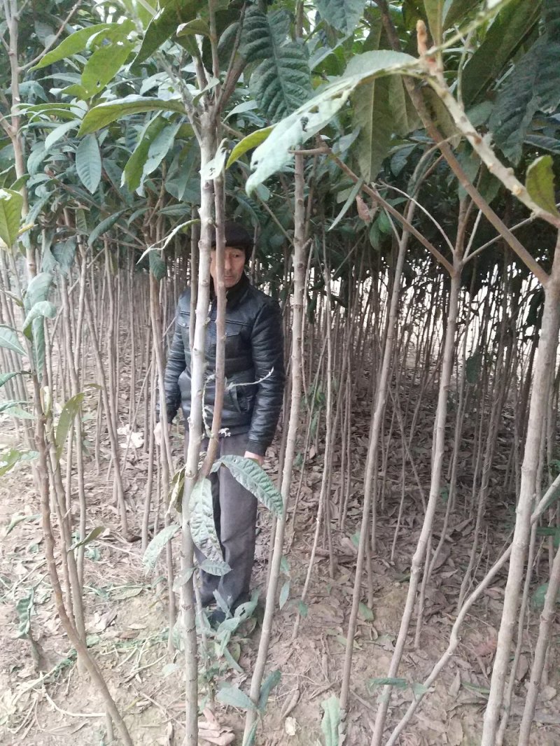 【枇把树】河南南阳苗木基地直供存活率高现挖现发