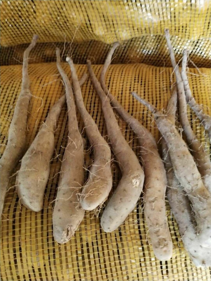 山药种苗，山药苗，白玉豆苗，小白嘴，牛腿山药，