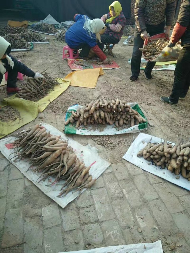 山药种苗，山药苗，白玉豆苗，小白嘴，牛腿山药，